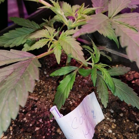 Cookies kush #2 growlog photo: Apical