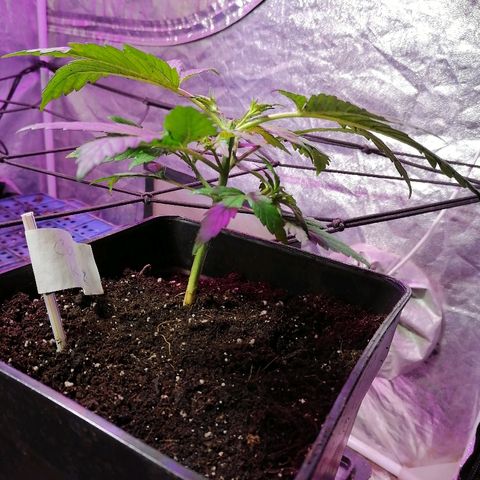 Cookies kush #2 growlog timeline photo