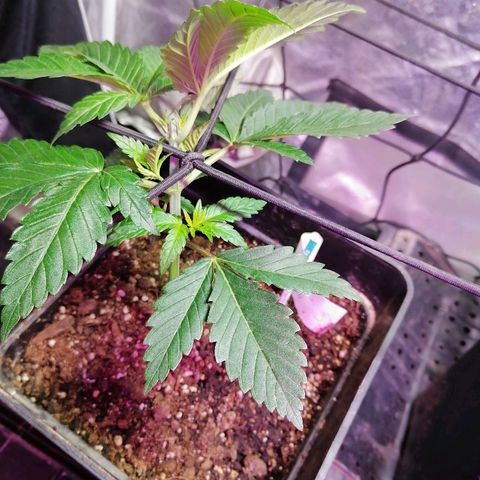 Cookies kush #3 growlog timeline photo