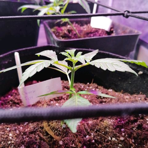 Cheese 3 growlog timeline photo