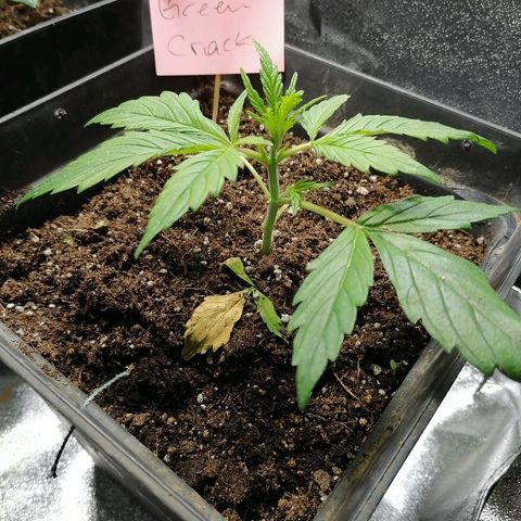 Auto green crack  #1 growlog photo: Hoja quemada, quizá sea por el frío, bajare el foco para aumentar temperatura. 