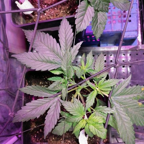Cookies kush #2 growlog photo: Manchas amarilla en hoja, se bajara enraizante.