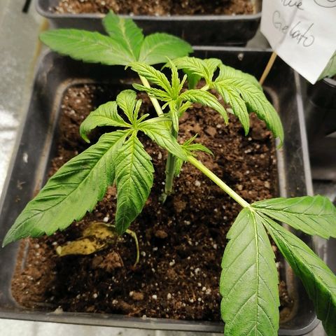 Glue Gelato Auto #3 growlog photo: Planta débil con colores morados en hojas, se cree que es por el frío. 