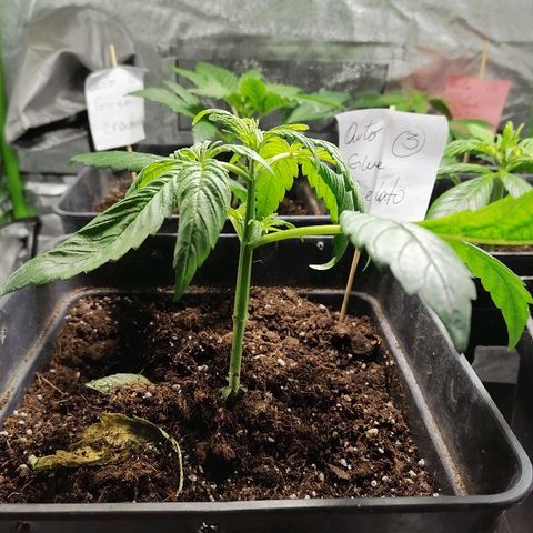 Glue Gelato Auto #3 growlog timeline photo