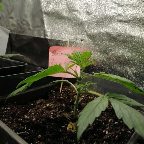 Auto green crack  #1 growlog timeline photo