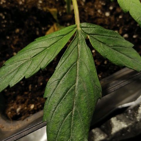 Auto green crack  #1 growlog timeline photo