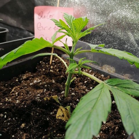 Auto green crack  #1 growlog timeline photo