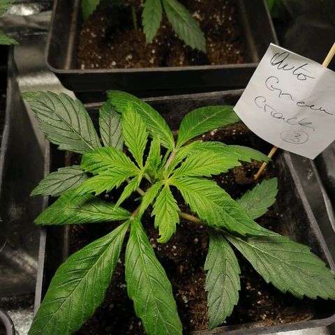 Auto green crack  #3 growlog timeline photo