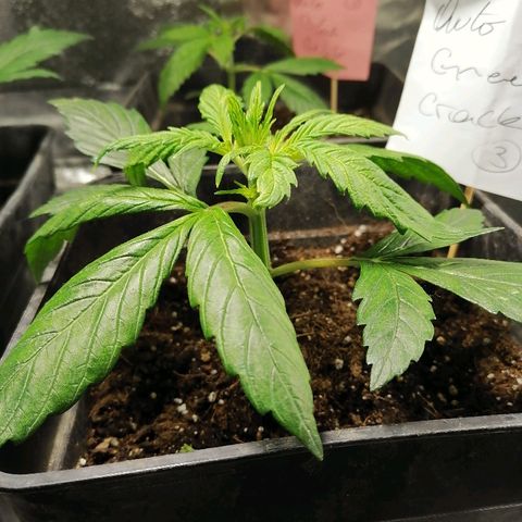 Auto green crack  #3 growlog timeline photo