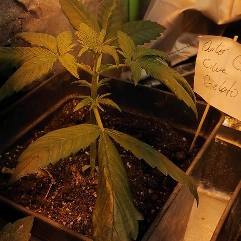 Glue Gelato Auto #3 growlog photo: Mejoró bastante en comparación al día de ayer, tras agregar otro foco al interior de la carpa. 