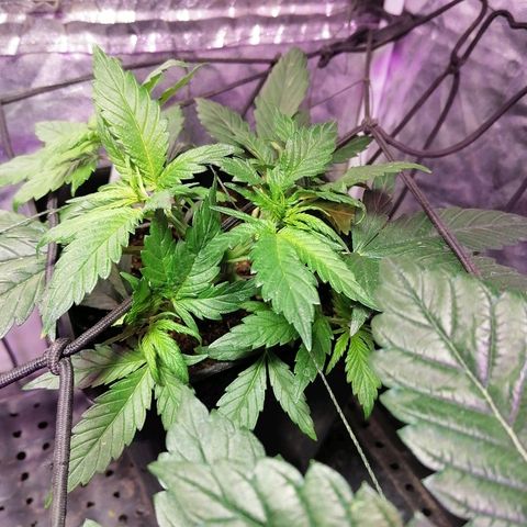 Cookies kush #2 growlog timeline photo