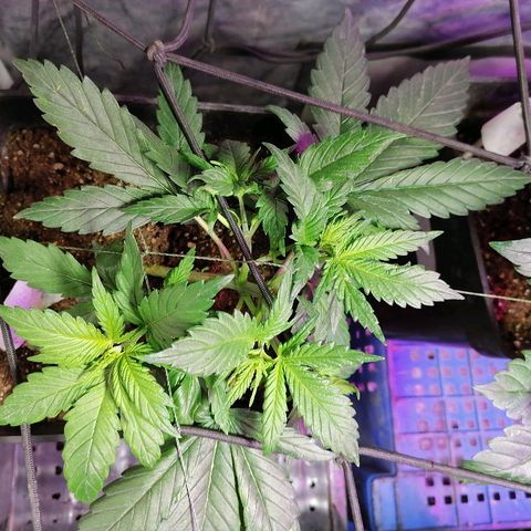 Cookies kush #2 growlog timeline photo