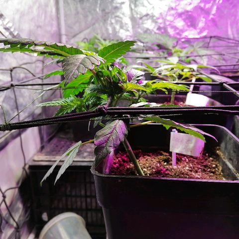 Cookies kush #3 growlog timeline photo