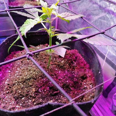 Cheese 3 growlog timeline photo