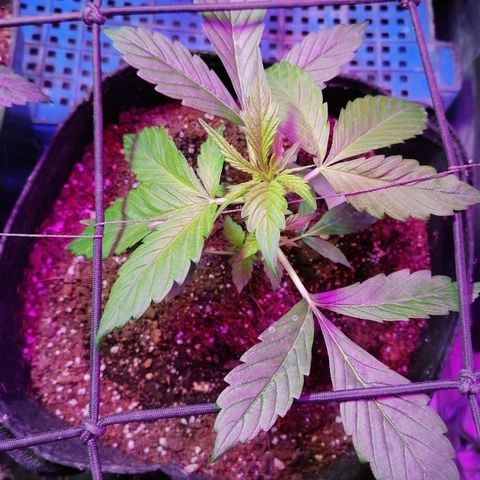 Cheese 3 growlog timeline photo
