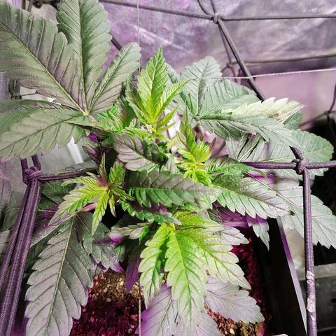 Cookies kush #3 growlog timeline photo
