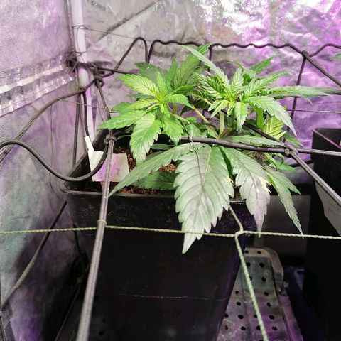 Cookies kush #2 growlog timeline photo