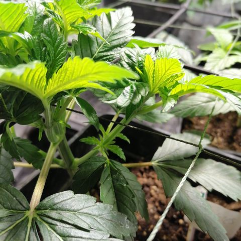 Cookies kush #3 growlog timeline photo