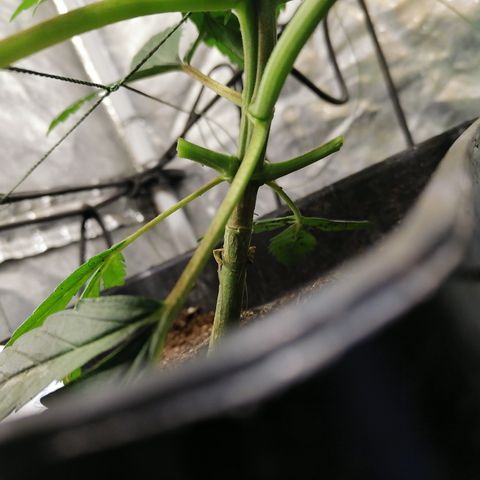Cookies kush #2 growlog timeline photo