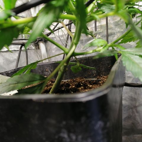 Cookies kush #2 growlog timeline photo