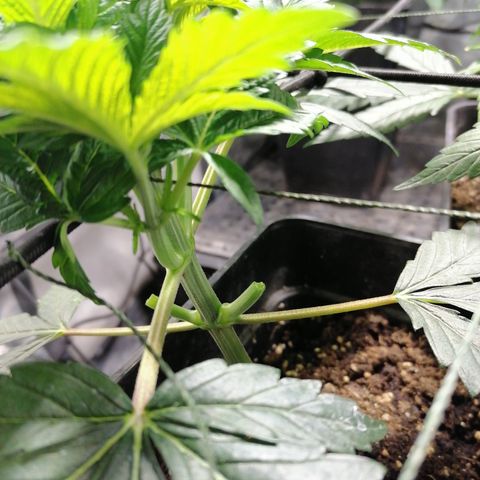 Cookies kush #3 growlog timeline photo