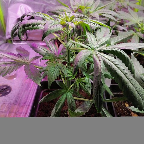Glue Gelato Auto #3 growlog photo: Se observan 2 hojas apretadas, 70% seguro de que es el frío 