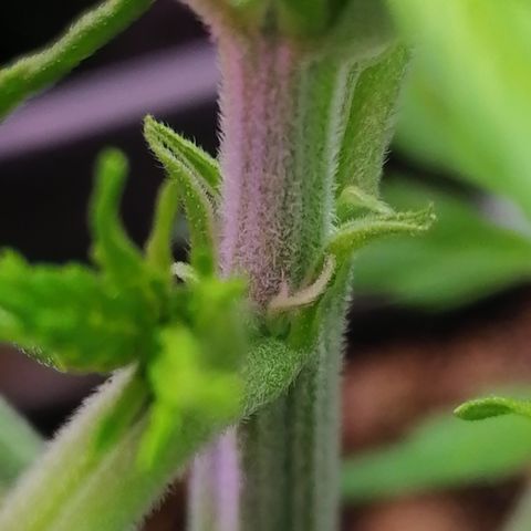 Auto green crack  #1 growlog photo: Se comienza con fertilizantes para flora 
