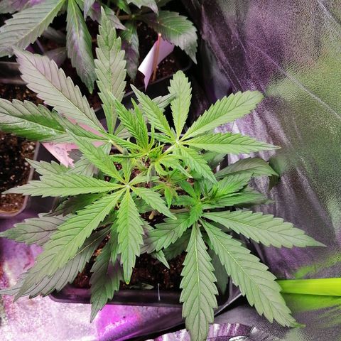 Auto green crack  #1 growlog photo: Se comienza con fertilizantes para flora 