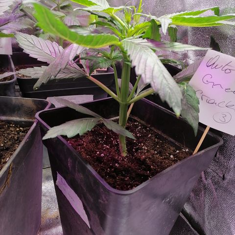 Auto green crack  #3 growlog photo: Se realiza poda Apical sin consentimiento 😂 se rompe de volao jaja, en fin se nota el tronco mucho más vigoroso y ramas inferiores crecen con gran velocidad. 