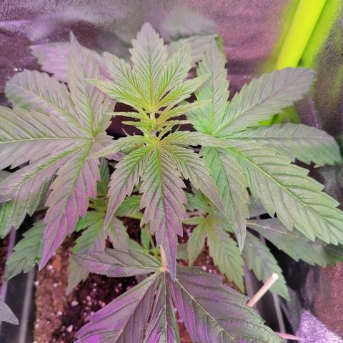 Glue Gelato Auto #3 growlog photo: Planta de max