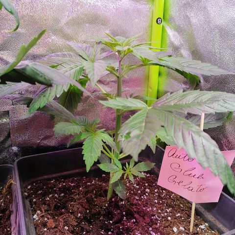 Glue Gelato Auto #3 growlog photo: Planta de max