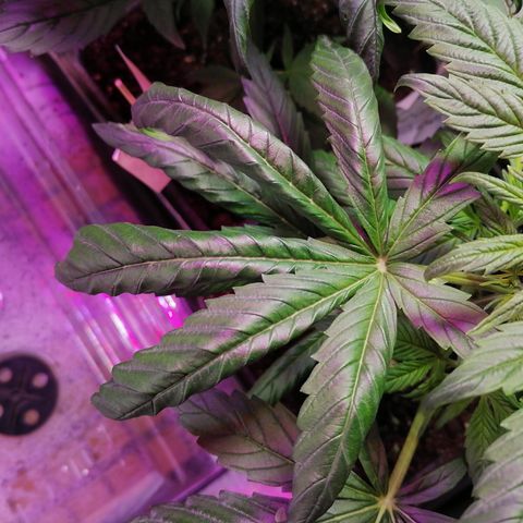 Glue Gelato Auto #3 growlog photo: Se observan 2 hojas apretadas, 70% seguro de que es el frío 