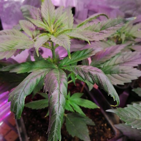 Glue Gelato Auto #1 growlog timeline photo