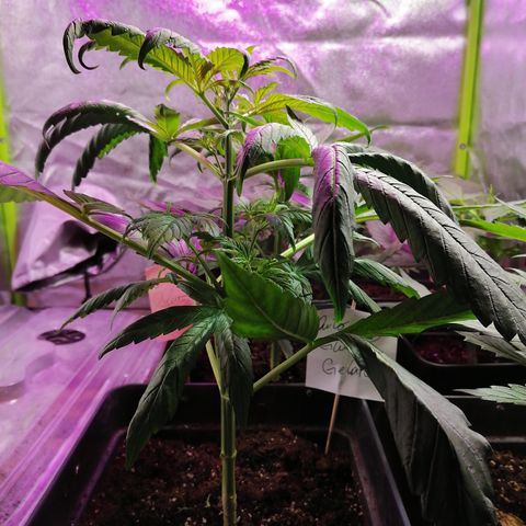 Glue Gelato Auto #3 growlog photo: Se observan 2 hojas apretadas, 70% seguro de que es el frío 