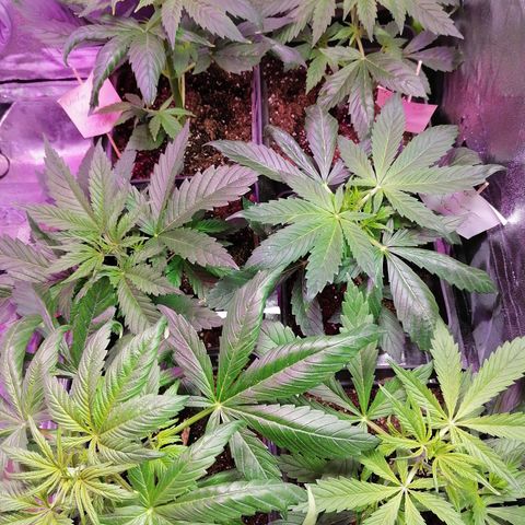 Glue Gelato Auto #1 growlog timeline photo