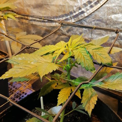 Cheese 3 growlog timeline photo