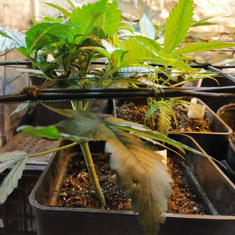 Cookies kush #3 growlog timeline photo