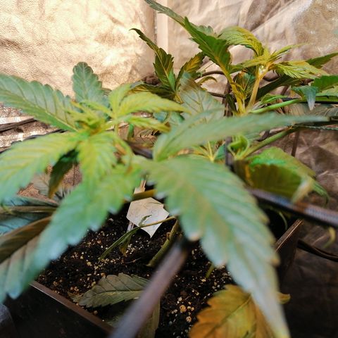 Cookies kush #2 growlog timeline photo