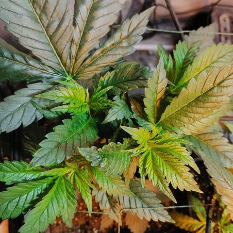 Cookies kush #3 growlog timeline photo