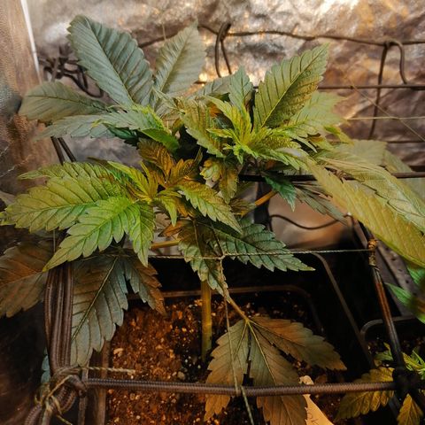Cookies kush #3 growlog timeline photo
