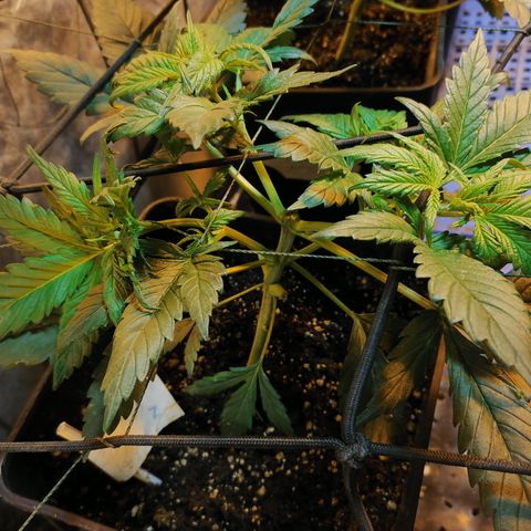 Cookies kush #2 growlog timeline photo