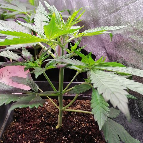 Auto green crack  #1 growlog photo: Se comienza con fertilizantes para flora 