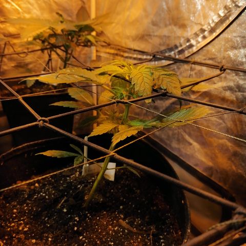 Cheese 3 growlog timeline photo