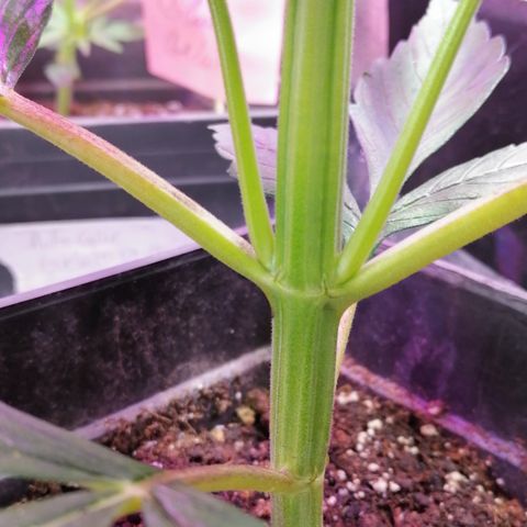 Auto green crack  #3 growlog photo: Se realiza poda Apical sin consentimiento 😂 se rompe de volao jaja, en fin se nota el tronco mucho más vigoroso y ramas inferiores crecen con gran velocidad. 