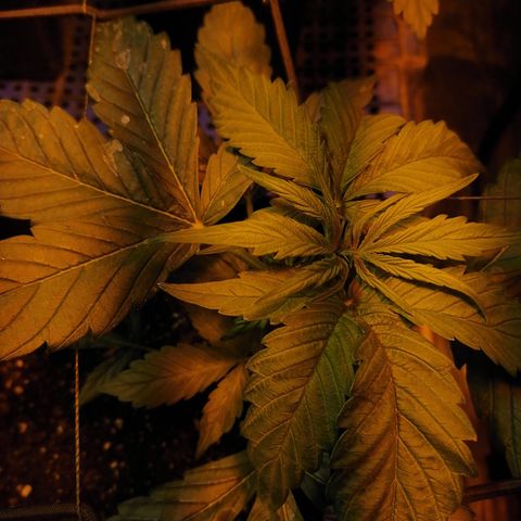 Cheese 3 growlog timeline photo