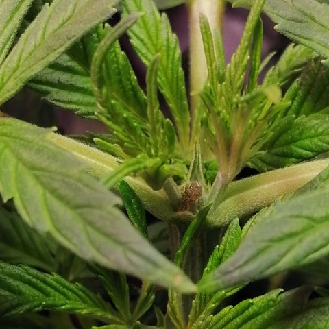 Auto green crack  #3 growlog photo: Se realiza poda Apical sin consentimiento 😂 se rompe de volao jaja, en fin se nota el tronco mucho más vigoroso y ramas inferiores crecen con gran velocidad. 