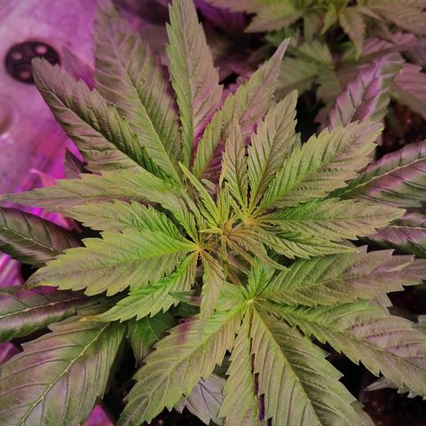 Glue Gelato Auto #1 growlog timeline photo