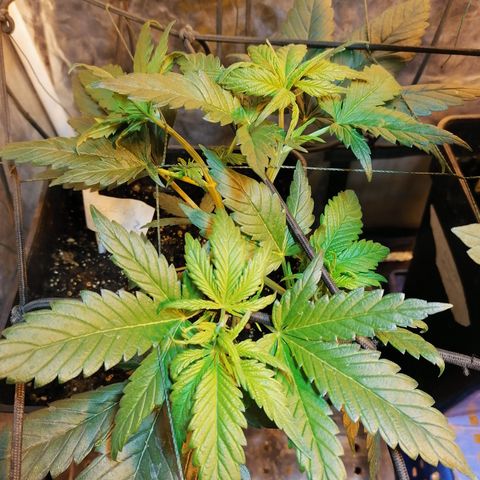 Cookies kush #2 growlog timeline photo