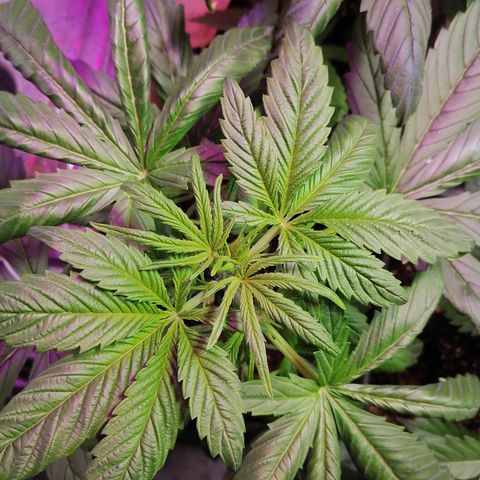 Glue Gelato Auto #3 growlog photo: Se observan 2 hojas apretadas, 70% seguro de que es el frío 