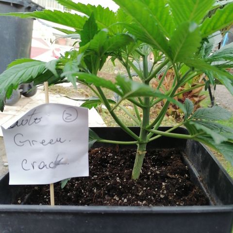 Auto green crack  #3 growlog timeline photo